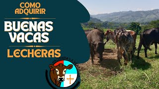 QUE DEBEMOS TENER EN CUENTA PARA ADQUIRIR BUENAS VACAS LECHERAS [upl. by Nwahs665]