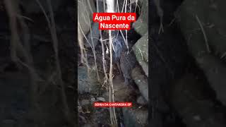 Água Pura da Nascente  Serra da Cantareira SP shortsvideo [upl. by Bust]