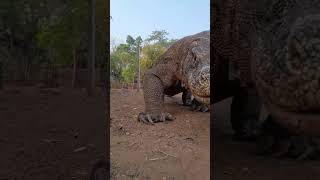 🥶🥶komodo dragons are aggressive komodo komodonationalpark [upl. by Kessia]