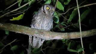 Tropical ScreechOwl  Corujinhadomato  Megascops choliba [upl. by Alag]