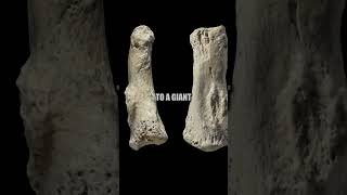 Ancient Giants Revealed Footprints Fossils and Caveman Art [upl. by Einalem352]