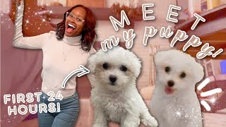 I GOT A PUPPY First 24 Hours With My New Bichon Puppy  Puppy Training ampEssentials VLOG CUTE [upl. by Marek]