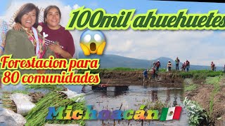 forestamdo 80 comunidades en michoacan jaracuaro 100 mil ahuehuetes para plantacion [upl. by Eitsirhc823]