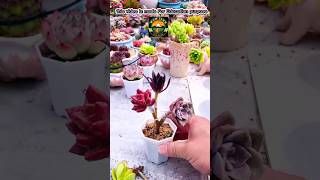 succulent plant care succulent amazing plants shortsfeed [upl. by Annekim]