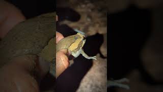 Catching frogs flying funny  viral frogs video  catch frogs jumping funny  Tep longheng funny V2 [upl. by Eicam]