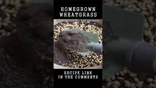 Growing wheatgrass at home in just 12 days [upl. by Jacquelyn]