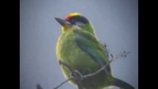 GoldenThroated Barbet [upl. by Zanze68]