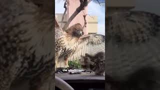 Kitten almost gets eaten by hawk 😱 hawk cats shorts shortsfeed [upl. by Kcirred337]