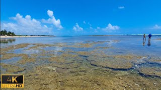 Praia de Serrambi em Ipojuca PE ao Lado de Porto de Galinhas 4k [upl. by Harras]