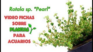 Rotala sp quotPearlquot  video fichas sobre plantas para acuarios [upl. by Elliven]