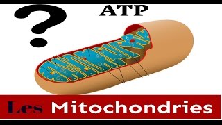 Les Mitochondries Structure Et Fonction [upl. by Ronoel]