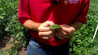 2018 LargeScale Dicamba Drift Study [upl. by Heddi519]