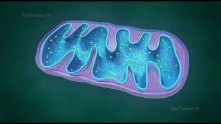 mitochondria animation II mitochondria is the powerhouse of the cell II mitochondria class 11 [upl. by Eitsyrc]