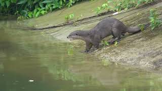 Smoothcoated Otter Lutrogale perspicillata in Pasir Ris Park Singapore 24 October 2022 [upl. by Adneram]