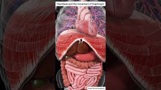 heartbeat heart diaphragm skeleton humanbody organ anatomy lungs viralvideo viralshort 1k [upl. by Edwyna142]