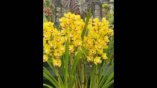 Beautiful Yellow Cymbidium Orchid [upl. by Anilek]