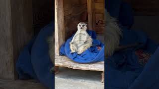 The laziest meerkat in the world😂 cuteanimals animallover funny animals funny funnyvideo [upl. by Ylime]