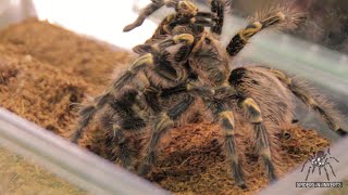 Tarantula Mating Grammostola pulchripes Chaco Golden Knee SpidersNInverts 29 [upl. by Gemmell]