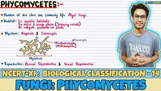 Biological Classification Lec 14 Fungi Phycomycetes Class 11 NEET Neetology [upl. by Ennylyak834]