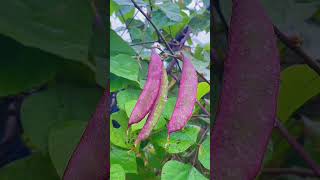 The hyacinth beans in the rain [upl. by Ahsoym]