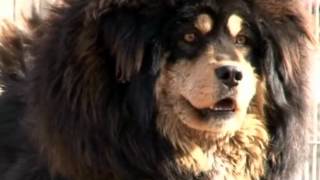 Tibetan Mastiff！The Return of the King [upl. by Ettinger]