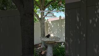 A female Brownheaded Cowbird takes a dip [upl. by Kyred]