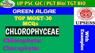 MCQs BASED ON CHLOROPHYCEAE GREEN ALGAE [upl. by Enaek]