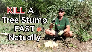 How To Naturally KILL a Tree Stump FAST  WITHOUT Weedkiller or Digging [upl. by Philips]