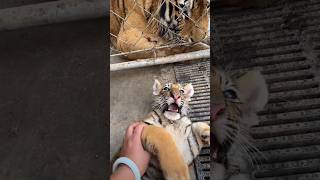 Fearless baby tiger trying attack on Bioga and Piora 😳🤪 [upl. by Tania]