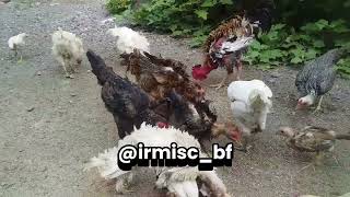 PAS NGASIH MAKAN AYAM MALAH ADA PESAWAT LEWAT BOLO ayamkampung chicken IrmiscBf86 [upl. by Lindsay]