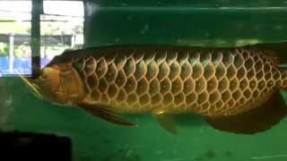 Blue Base Crossback Golden Arowana  Marugen Fish Farm [upl. by Kciredohr]