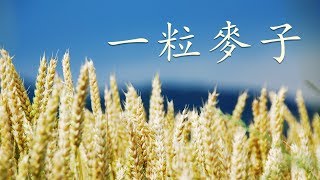 一粒麥子（含經文旁白：被祝福的麥子 國語詩歌 小羊詩歌授權） [upl. by Irrej]