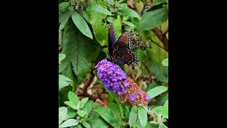 Beautiful Red Spotted Purple Butterfly butterflies flowers youtube garden nature pollinators [upl. by Alisen]