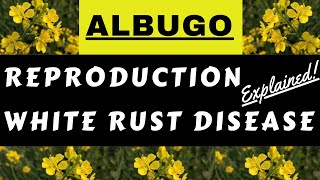 Albugo candida  Cystopus candidans  White Rust Disease of Mustard  Life Cycle Reproduction Botany [upl. by Selda]