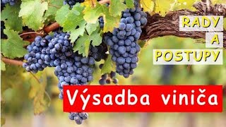 Výsadba viniča [upl. by Formenti40]