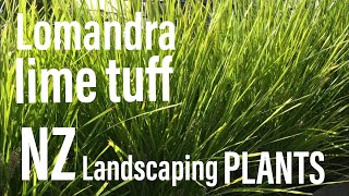 Lomandra “Lime Tuff”  Popular NZ landscaping plant [upl. by Quiteria733]