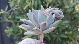 Pachyphytum Compactum [upl. by Robinson]