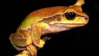 Tree Frogs Jamaica [upl. by Gainer]