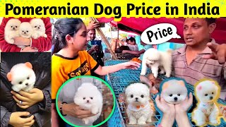 Pomeranian dog price in India 2024  Teacup dog price in India  Cute Puppies Price in Kolkata cute [upl. by Eskil]