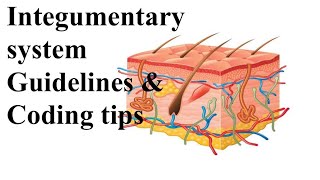 integumentary system cpt coding tips [upl. by Noiemad]