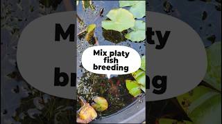 Platy fishes Breeding 😍🤩 aquarium guppies mollyfish platyfish shorts swamyaquarium [upl. by Butterfield694]