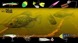 6 Proven Panfish Setups You Need to Use  UNDERWATER Footage [upl. by Spatz599]