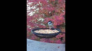 Chickadee attacking a peanut [upl. by Mulloy]