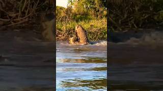 Jaguar kills a caiman and eats it for lunch Bon appetite king pantanal brazil wildlife jaguar [upl. by Silvain]