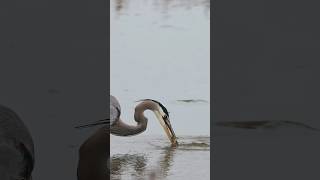 Heron snags and devours a fish 🐟 birds shorts wildlife fishing canonr3 heron [upl. by Griz399]