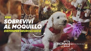 Kimi Sobreviviente al MOQUILLO distemper canino [upl. by Auston]