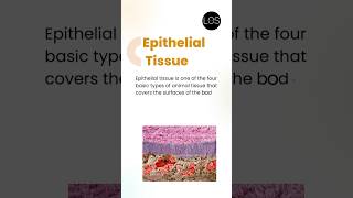 Epithelial Tissue Class 9 Biology  Tissues [upl. by Amandie]