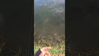 Fishing is my hobby reel fishing huntfish reels fish carpfishing shorts shortvideo [upl. by Nnateragram]