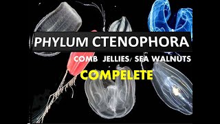 Phylum Ctenophora  Comb Jellies amp Sea Walnuts [upl. by Mercie]