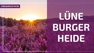 Das ist die Lüneburger Heide so 💜 ich sie [upl. by Aymahs]